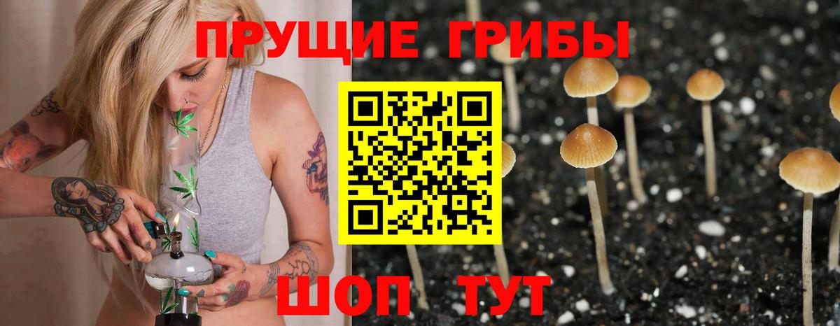 где найти   Вход с VPN  Красный Сулин  Псилоцибиновые грибы Psilocybe 